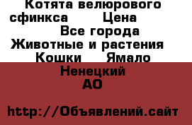 Котята велюрового сфинкса. .. › Цена ­ 15 000 - Все города Животные и растения » Кошки   . Ямало-Ненецкий АО